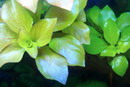 لودویژیا قرمز,لودویژیای سرخ,Ludwigia Repens,Red Repens, Red Leaf Ludwigia, Creeping Ludwigia
